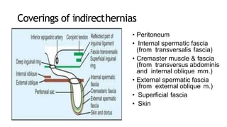 Coverings of indirecthernias
• Peritoneum
• Internal spermatic fascia
(from transversalis fascia)
• Cremaster muscle & fascia
(from transversus abdominis
and internal oblique mm.)
• External spermatic fascia
(from external oblique m.)
• Superficial fascia
• Skin
 