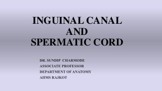 INGUINAL CANAL
AND
SPERMATIC CORD
 