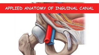 APPLIED ANATOMY OF INGUINAL CANAL
 