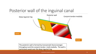 Posterior wall of the inguinal canal 
Conjoint tendon medially 
Posterior wall 
MUHAMMAD RAMZAN UL REHMAN 10 
Deep inguinal ring 
Medial 
Lateral 
The posterior wall is formed by transversalis fascia (orange) 
throughout and the conjoint tendon (red) medially. The wall is 
particularly weak over the deep inguinal ring 
 