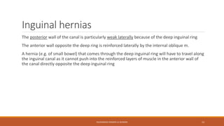 Inguinal hernias 
The posterior wall of the canal is particularly weak laterally because of the deep inguinal ring 
The anterior wall opposite the deep ring is reinforced laterally by the internal oblique m. 
A hernia (e.g. of small bowel) that comes through the deep inguinal ring will have to travel along 
the inguinal canal as it cannot push into the reinforced layers of muscle in the anterior wall of 
the canal directly opposite the deep inguinal ring 
MUHAMMAD RAMZAN UL REHMAN 13 
 