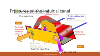 Pressures = areas where reinforcement on the is present 
inguinal canal 
Conjoint tendon 
Deep inguinal ring ↑ intra –abdominal 
MUHAMMAD RAMZAN UL REHMAN 15 
Lateral 
Medial 
pressure 
Spermatic cord 
Superficial inguinal ring 
Reinforced 
anterior wall 
by internal 
oblique m. 
Reinforced 
posterior wall 
Pressure on 
anterior wall 
 