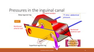 Pressures in the inguinal canal 
Conjoint tendon 
Deep inguinal ring ↑ intra –abdominal 
MUHAMMAD RAMZAN UL REHMAN 16 
Lateral 
pressure 
Superficial inguinal ring 
Reinforced 
anterior wall 
Reinforced 
posterior wall 
Weakness here 
leads to direct 
inguinal hernias 
S.C. 
 