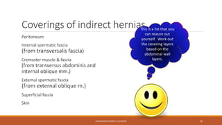 Coverings of indirect hernias 
Peritoneum 
Internal spermatic fascia 
(from transversalis fascia) 
Cremaster muscle & fascia 
(from transversus abdominis and 
internal oblique mm.) 
External spermatic fascia 
(from external oblique m.) 
Superficial fascia 
Skin 
This is a list that you 
can reason out 
yourself. Work out 
the covering layers 
based on the 
abdominal wall 
layers. 
MUHAMMAD RAMZAN UL REHMAN 18 
 