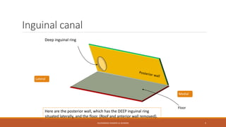 Inguinal canal 
Medial 
Floor 
Here are the posterior wall, which has the DEEP inguinal ring 
situated laterally, and the floor. (Roof and anterior wall removed). 
MUHAMMAD RAMZAN UL REHMAN 5 
Deep inguinal ring 
Lateral 
 