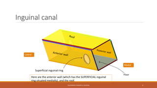 Inguinal canal 
Medial 
Floor 
Here are the anterior wall (which has the SUPERFICIAL inguinal 
ring situated medially), and the roof. 
MUHAMMAD RAMZAN UL REHMAN 6 
Superficial inguinal ring 
Lateral 
 