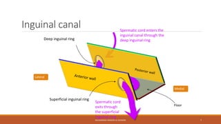 Inguinal canal 
Medial 
Floor 
Spermatic cord enters the 
inguinal canal through the 
Deep inguinal ring deep inguinal ring 
Spermatic cord 
exits through 
the superficial 
inguinal ring 
MUHAMMAD RAMZAN UL REHMAN 7 
Superficial inguinal ring 
Lateral 
 