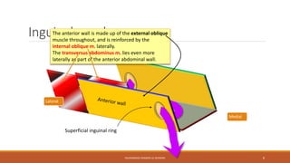 Inguinal canal 
Medial 
The anterior wall is made up of the external oblique 
muscle throughout, and is reinforced by the 
internal oblique m. laterally. 
The transversus abdominus m. lies even more 
laterally as part of the anterior abdominal wall. 
MUHAMMAD RAMZAN UL REHMAN 8 
Superficial inguinal ring 
Lateral 
 