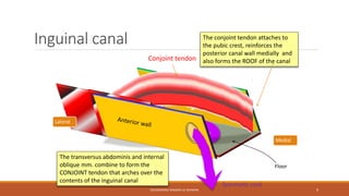 Inguinal canal 
Medial 
Floor 
Spermatic cord 
MUHAMMAD RAMZAN UL REHMAN 9 
Lateral 
The transversus abdominis and internal 
oblique mm. combine to form the 
CONJOINT tendon that arches over the 
contents of the inguinal canal 
The conjoint tendon attaches to 
the pubic crest, reinforces the 
posterior canal wall medially and 
Conjoint tendon also forms the ROOF of the canal 
 