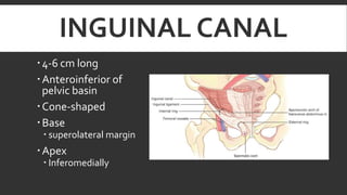 INGUINAL CANAL
 4-6 cm long
 Anteroinferior of
pelvic basin
 Cone-shaped
 Base

 superolateral margin

 Apex

 Inferomedially

 