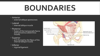 BOUNDARIES
 Anterior

 external oblique aponeurosis

 Lateral

 Internal oblique muscle

 Posterior

 fusion of the transversalis fascia
and transversus abdominus
muscle,

 Superior

 arch formed by the fibers of the
internal oblique muscle.

 Inferior

 inguinal ligament

 