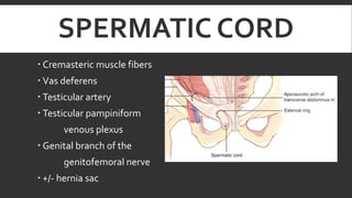 SPERMATIC CORD
 Cremasteric muscle fibers
 Vas deferens
 Testicular artery

 Testicular pampiniform
venous plexus
 Genital branch of the

genitofemoral nerve
 +/- hernia sac

 