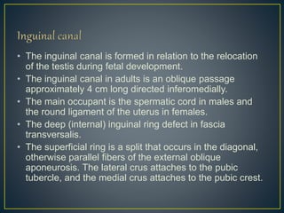 • The inguinal canal is formed in relation to the relocation 
of the testis during fetal development. 
• The inguinal canal in adults is an oblique passage 
approximately 4 cm long directed inferomedially. 
• The main occupant is the spermatic cord in males and 
the round ligament of the uterus in females. 
• The deep (internal) inguinal ring defect in fascia 
transversalis. 
• The superficial ring is a split that occurs in the diagonal, 
otherwise parallel fibers of the external oblique 
aponeurosis. The lateral crus attaches to the pubic 
tubercle, and the medial crus attaches to the pubic crest. 
 