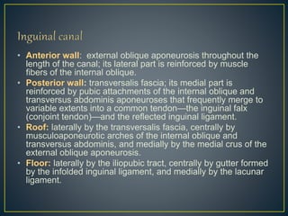 • Anterior wall: external oblique aponeurosis throughout the 
length of the canal; its lateral part is reinforced by muscle 
fibers of the internal oblique. 
• Posterior wall: transversalis fascia; its medial part is 
reinforced by pubic attachments of the internal oblique and 
transversus abdominis aponeuroses that frequently merge to 
variable extents into a common tendon—the inguinal falx 
(conjoint tendon)—and the reflected inguinal ligament. 
• Roof: laterally by the transversalis fascia, centrally by 
musculoaponeurotic arches of the internal oblique and 
transversus abdominis, and medially by the medial crus of the 
external oblique aponeurosis. 
• Floor: laterally by the iliopubic tract, centrally by gutter formed 
by the infolded inguinal ligament, and medially by the lacunar 
ligament. 
 
