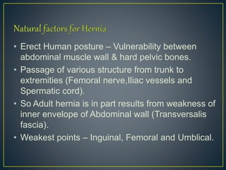 • Erect Human posture – Vulnerability between 
abdominal muscle wall & hard pelvic bones. 
• Passage of various structure from trunk to 
extremities (Femoral nerve,Iliac vessels and 
Spermatic cord). 
• So Adult hernia is in part results from weakness of 
inner envelope of Abdominal wall (Transversalis 
fascia). 
• Weakest points – Inguinal, Femoral and Umblical. 
 