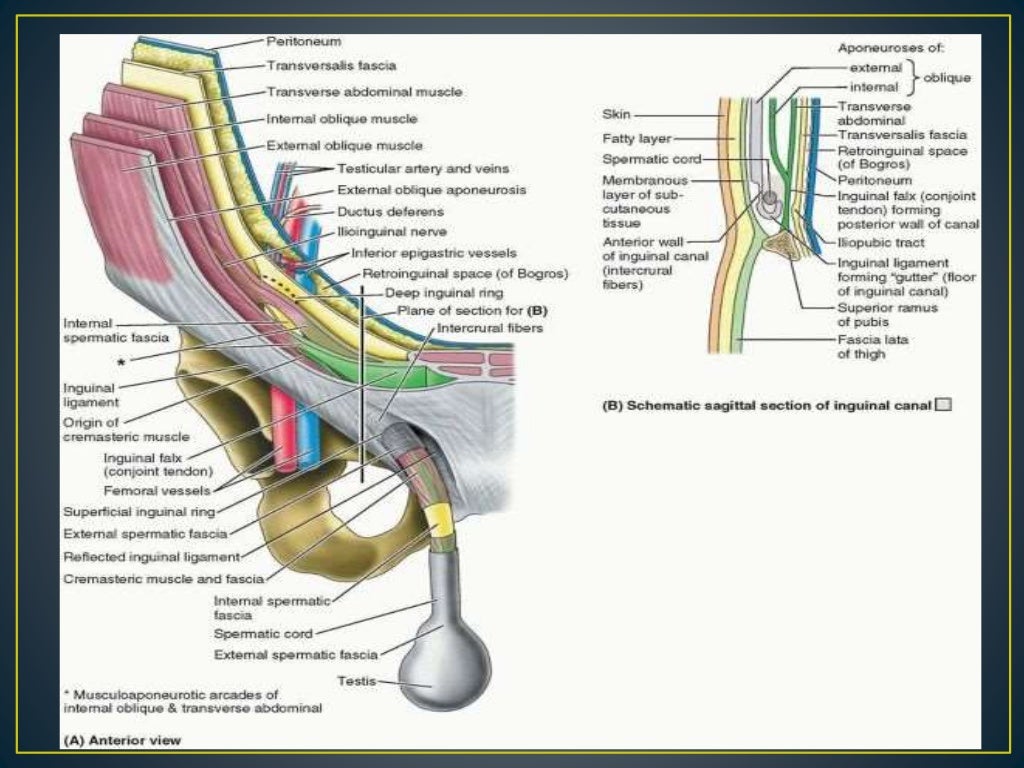 Inguinal hernia ppt
