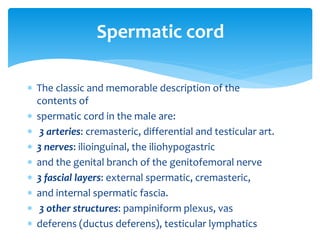  The classic and memorable description of the
contents of
 spermatic cord in the male are:
 3 arteries: cremasteric, differential and testicular art.
 3 nerves: ilioinguinal, the iliohypogastric
 and the genital branch of the genitofemoral nerve
 3 fascial layers: external spermatic, cremasteric,
 and internal spermatic fascia.
 3 other structures: pampiniform plexus, vas
 deferens (ductus deferens), testicular lymphatics
Spermatic cord
 