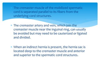  The cremaster muscle of the mobilized spermatic
cord is separated parallel to its fibers from the
underlying cord structures.
 The cremaster artery and vein, which join the
cremaster muscle near the inguinal ring, can usually
be avoided but may need to be cauterized or ligated
and divided.
 When an indirect hernia is present, the hernia sac is
located deep to the cremaster muscle and anterior
and superior to the spermatic cord structures.
 