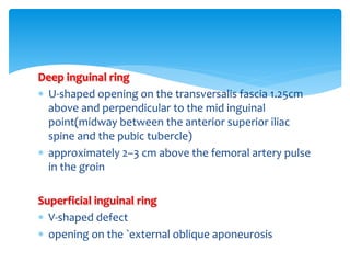 Deep inguinal ring
 U-shaped opening on the transversalis fascia 1.25cm
above and perpendicular to the mid inguinal
point(midway between the anterior superior iliac
spine and the pubic tubercle)
 approximately 2–3 cm above the femoral artery pulse
in the groin
Superficial inguinal ring
 V-shaped defect
 opening on the `external oblique aponeurosis
 