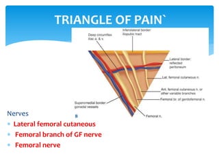 Nerves
 Lateral femoral cutaneous
 Femoral branch of GF nerve
 Femoral nerve
TRIANGLE OF PAIN`
 