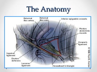 The Anatomy

 