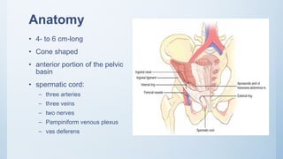 Anatomy
• 4- to 6 cm-long
• Cone shaped
• anterior portion of the pelvic
basin
• spermatic cord:
– three arteries
– three veins
– two nerves
– Pampiniform venous plexus
– vas deferens
 