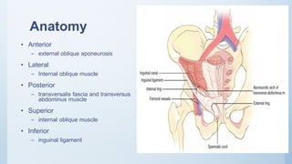 Anatomy
• Anterior
– external oblique aponeurosis
• Lateral
– Internal oblique muscle
• Posterior
– transversalis fascia and transversus
abdominus muscle
• Superior
– internal oblique muscle
• Inferior
– inguinal ligament
 