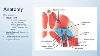 Anatomy
Other structure :
• iliopubic tract:
• an aponeurotic band
that begins at the
anterior superior iliac
spine and inserts into
Cooper’s ligament from
above.
• lacunar ligament (ligament of
Gimbernat)
• Cooper’s ligament (pectineal)
• conjoined tendon
 