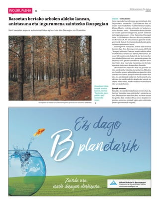 2019ko urtarrilaren 25a, barikua
16 anboto16
Atxondoko Udala
basoak erosten
hasi da, herrian
"bestelako baso-
politika bat"
sustatzeko
asmoz
Basoetan bertako arbolen aldeko lanean,
aniztasuna eta ingurumena zaintzeko ikuspegian
Herri basoetan espezie autoktonoei lekua egiten hasi dira Durangon eta Otxandion
BASOAK • markel onaindia
Gure inguruko basoak eremu garrantzitsuak dira
ingurumena zaintzeko. CO2a finkatzen dute, ai-
rearen kalitatea hobetu, biodibertsitatea handitu,
klima aldaketa moteldu, animalia eta landareen-
tzako habitata sortu.... Azkenaldian kezka zabaldu
da basoen egoeraren inguruan, pinuek sufritzen
duten gaixotasunaren erruz. Esaterako, Durangal-
dean 13.192 hektarea hartzen dituzte pinudiek,
eta horietako 4.380 hektareakoak gaixorik daude,
gorriturik. Euskal Herrian eztabaida handia piztu
da basoen kudeaketari buruz.
Basoen geroak arduratuta, zenbait udal neurriak
hartzen hasi dira. Durangoren kasuan, 2015etik
"ikuspegi aitzindari" bategaz lanean dabiltza udala
eta Aldundia, herriko sei mendi publikoetan. Pi-
nuen %25 mozten dute bakarrik, lur horretan ber-
tako arbolak birsortzen utziz, gainerako pinuen ba-
bespean. Baso aprobetxamendutik datorren dirua
murrizten dela onartuta, ekosistema eta bertako
espezieak indartzean ikusten dute abantaila.
Otxandion ere antzerako bide bat garatzen ari
dira iaztik udala, Aldundia eta Jaurlaritza. Mekoleta
eta Gomilaz artean, udalak jabetzan duen hiru hek-
tareako baso batean kanpoko arbolak kentzen hasi
dira,etaautoktonoaklandatzen.Haritzamerikarra,
alertzea eta koniferoak dira kendutako batzuk, eta
elorria,elorribeltza,basokomakatzaetaotsalizarra
dira sartutako batzuk.
Lurrak erosten
Bestalde, Atxondoko Udala basoak erosten hasi da,
herrian "bestelako baso-politika bat" sustatzeko as-
moz. Mañarian ere asmo hori dute, eta beste arrazoi
bat gehitu dute: erosleen lehia sortuz lurjabeei la-
guntzea, salmenta prezioak bajatu egin zaizkielako
pinuen gaixotasunak eraginda.Durangaldea da Bizkaian pinu hektarearik gehien gorriturik duen eskualdea. Lehior Elorriaga.
 