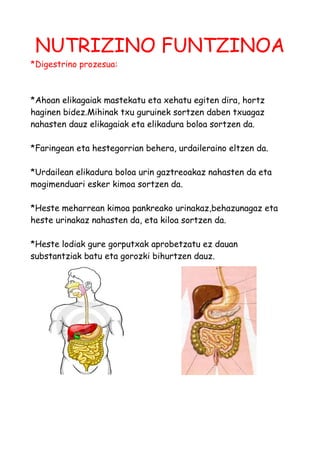 NUTRIZINO FUNTZINOA
*Digestrino prozesua:
*Ahoan elikagaiak mastekatu eta xehatu egiten dira, hortz
haginen bidez.Mihinak txu guruinek sortzen daben txuagaz
nahasten dauz elikagaiak eta elikadura boloa sortzen da.
*Faringean eta hestegorrian behera, urdaileraino eltzen da.
*Urdailean elikadura boloa urin gaztreoakaz nahasten da eta
mogimenduari esker kimoa sortzen da.
*Heste meharrean kimoa pankreako urinakaz,behazunagaz eta
heste urinakaz nahasten da, eta kiloa sortzen da.
*Heste lodiak gure gorputxak aprobetzatu ez dauan
substantziak batu eta gorozki bihurtzen dauz.
 