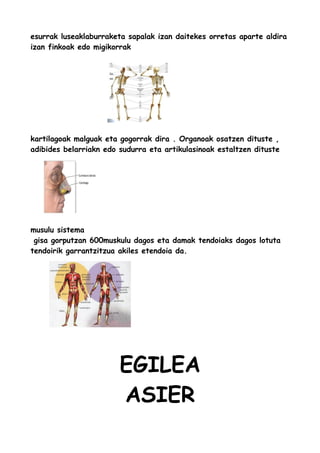 esurrak luseaklaburraketa sapalak izan daitekes orretas aparte aldira
izan finkoak edo migikorrak

kartilagoak malguak eta gogorrak dira . Organoak osatzen dituste ,
adibides belarriakn edo sudurra eta artikulasinoak estaltzen dituste

musulu sistema
gisa gorputzan 600muskulu dagos eta damak tendoiaks dagos lotuta
tendoirik garrantzitzua akiles etendoia da.

EGILEA
ASIER

 