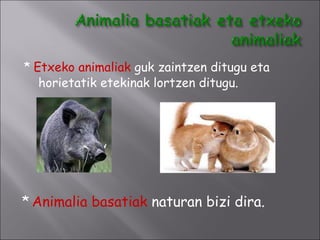 *   Etxeko animaliak  guk zaintzen ditugu eta horietatik etekinak lortzen ditugu. *   Animalia basatiak  naturan bizi dira. 