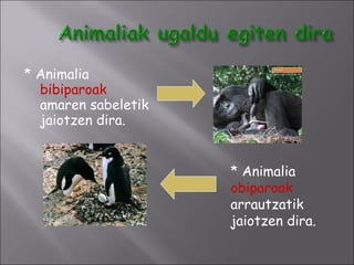 * Animalia  bibiparoak  amaren sabeletik jaiotzen dira. * Animalia  obiparoak  arrautzatik jaiotzen dira. 