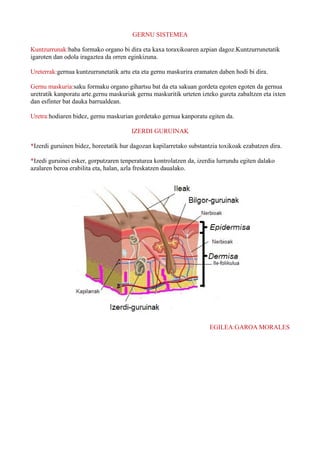 GERNU SISTEMEA
Kuntzurrunak:baba formako organo bi dira eta kaxa toraxikoaren azpian dagoz.Kuntzurrunetatik
igaroten dan odola iragaztea da orren eginkizuna.
Ureterrak:gernua kuntzurrunetatik artu eta eta gernu maskurira eramaten daben hodi bi dira.
Gernu maskuria:saku formaku organo gihartsu bat da eta sakuan gordeta egoten egoten da gernua
uretratik kanporatu arte.gernu maskuriak gernu maskuritik urteten izteko gureta zabaltzen eta ixten
dan esfinter bat dauka barrualdean.
Uretra:hodiaren bidez, gernu maskurian gordetako gernua kanporatu egiten da.
IZERDI GURUINAK
*Izerdi guruinen bidez, horeetatik hur dagozan kapilarretako substantzia toxikoak ezabatzen dira.
*Izedi guruinei esker, gorputzaren tenperaturea kontrolatzen da, izerdia lurrundu egiten dalako
azalaren beroa erabilita eta, halan, azla freskatzen daualako.
EGILEA:GAROA MORALES
 