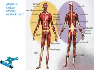 • Muskulu
batzun
izenak
onehek dira:

 