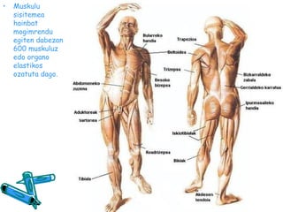 •

Muskulu
sisitemea
hainbat
mogimrendu
egiten dabezan
600 muskuluz
edo organo
elastikos
ozatuta dago.

 