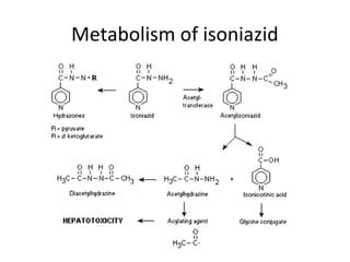 Metabolism of isoniazid
 
