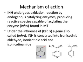 Mechanism of action
• INH undergoes oxidation reaction by
endogenous catalyzing enzymes, producing
reactive species capable of acylating the
enzyme (inhA)-found in MT
• Under the influence of (kat G) a gene also
called (inhA), INH is converted into isonicotinic
aldehyde, isonicotinic acid and
isonicotinamide
 