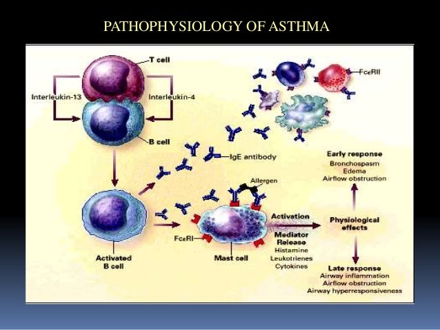 Bronchial Asthma Pathophysiology