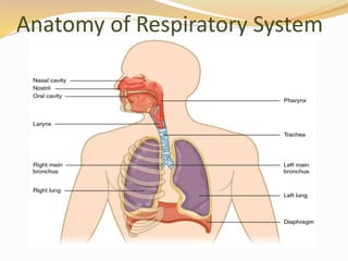 Anatomy of Respiratory System
 