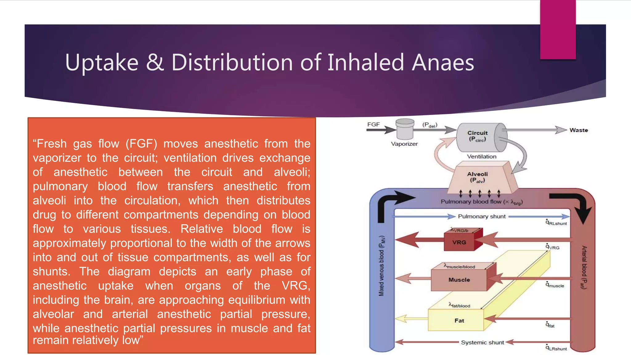 Uptake & Distribution of Inhaled Anaes
“Fresh gas flow (FGF) moves anesthetic from the
vaporizer to the circuit; ventilation drives exchange
of anesthetic between the circuit and alveoli;
pulmonary blood flow transfers anesthetic from
alveoli into the circulation, which then distributes
drug to different compartments depending on blood
flow to various tissues. Relative blood flow is
approximately proportional to the width of the arrows
into and out of tissue compartments, as well as for
shunts. The diagram depicts an early phase of
anesthetic uptake when organs of the VRG,
including the brain, are approaching equilibrium with
alveolar and arterial anesthetic partial pressure,
while anesthetic partial pressures in muscle and fat
remain relatively low”
 