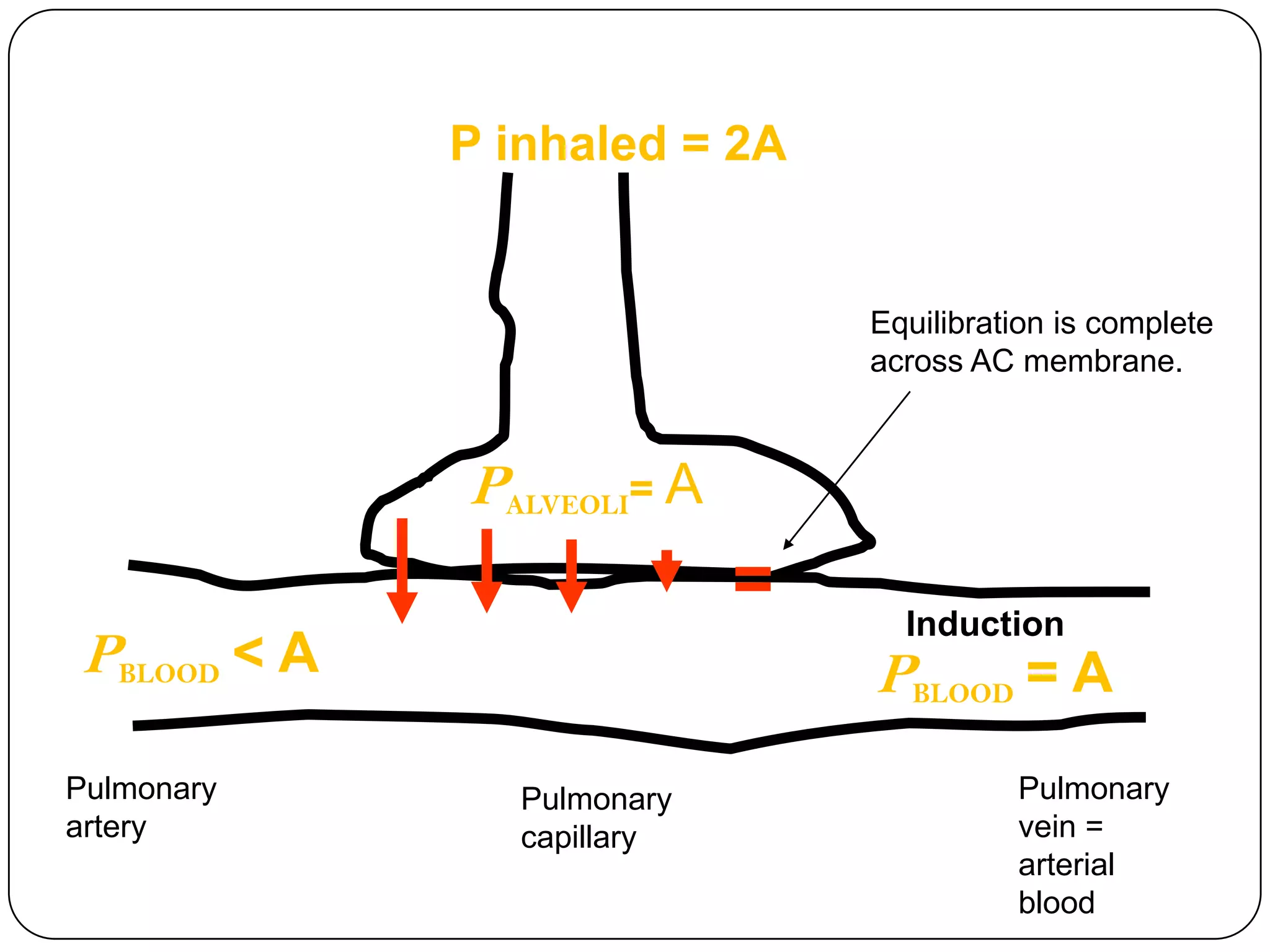 Inhalational anaesthetics pharmacokinetics & pharmacodynamics, uptake ...