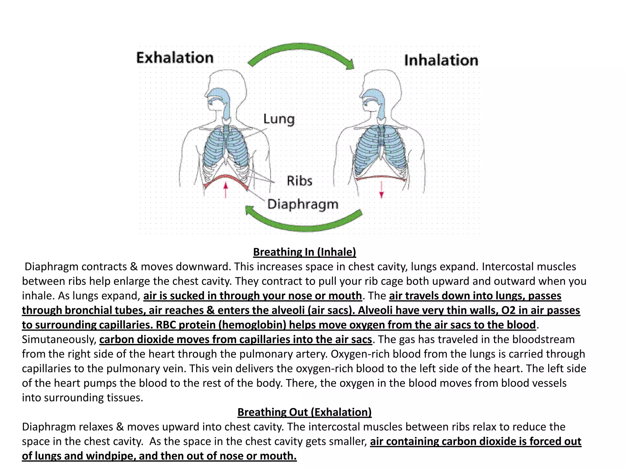 Is Your Breathing Balanced? Inhalation Vs. Exhalation Explained - k29r1xn