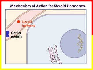 Carrier protein 
Steroid hormone 
Mechanism of Action for Steroid Hormones  