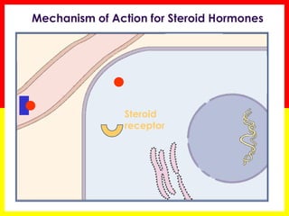 Steroid receptor 
Mechanism of Action for Steroid Hormones  