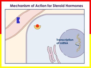 Transcription of mRNA 
Mechanism of Action for Steroid Hormones  