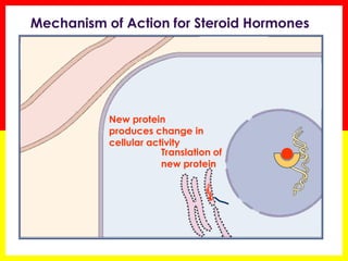 Mechanism of Action for Steroid Hormones 
Translation of new protein 
New protein produces change in cellular activity  