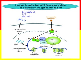 β2-receptor IқB IL-10 Lipocortin 
*Mak JCW Am J Physiol 1995;12:41-46 
increase the synthesis of anti-inflammatory proteins by activation of the genes encode them  