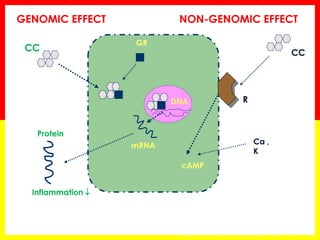 Protein 
CC 
GENOMIC EFFECT 
NON-GENOMIC EFFECT 
CC 
R 
Ca , 
K 
cAMP 
mRNA 
DNA 
GR 
Inflammation  
Rodrigo GJ Arch Bronconeumol 2006;42 (10):533-40  