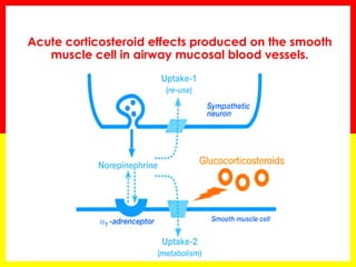 Acute corticosteroid effects produced on the smooth muscle cell in airway mucosal blood vessels.  